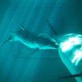 Delfinų pasaulyje - gimimo stebuklas