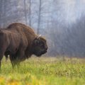 Senovės Lietuvos miškų apsauga: urėdas brakonierių galėjo iš karto pakarti