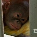 Malaizijoje atidarytas orangutangų rezervatas