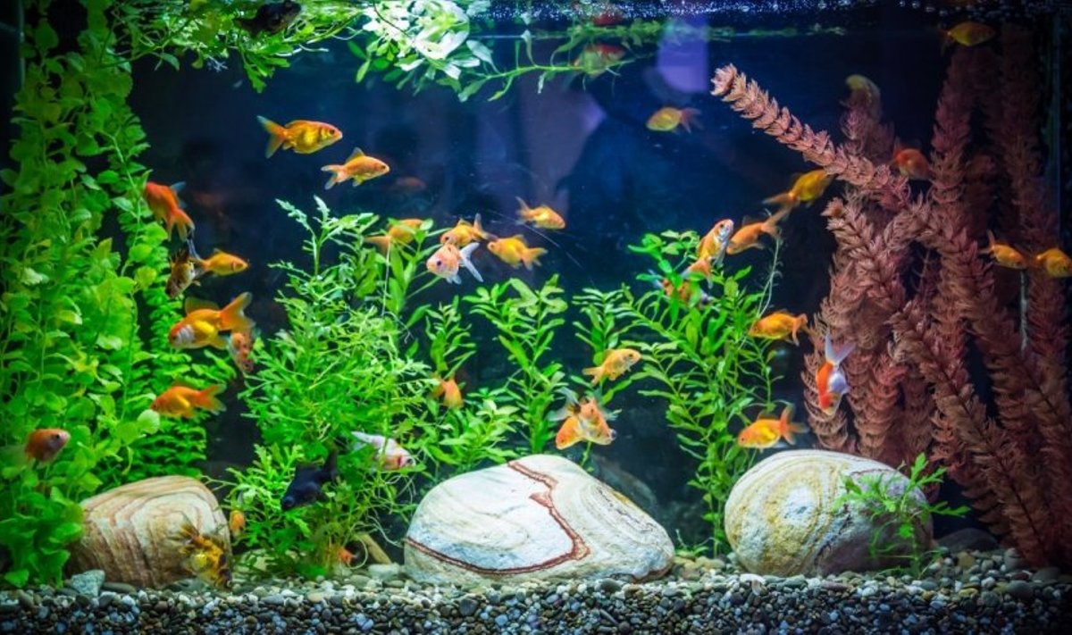dydžio akvariumą rinktis žuvyčių rūšį Letena.lt