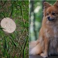 В Вильнюсе массово травят собак: владельцы боятся их выводить