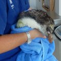 Naująją Zelandiją pasiekęs Antarktidos pingvinas sulaukė liūdno galo