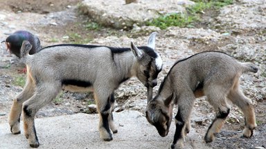 В литовском зоопарке появились камерунские козлята