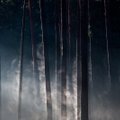 Paslaptingas miškas lankytojus gąsdina sklindančiais garsais