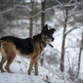 Šunys senjorai: ką apie jų priežiūrą turėtų žinoti šeimininkai?