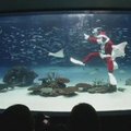 Japonijoje Kalėdų senelis po vandeniu pradėjo šventinį sezoną