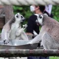 Mažai lankytojų sulaukiantys Tailando zoologijos sodo gyventojai mėgaujasi muzika