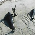 Floridos nacionaliniame parke dešimtys banginių atsidūrė seklumoje