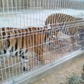 Nelegalūs tigrai Lietuvoje, arba kiek netrukus turėsime zoologijos sodų?