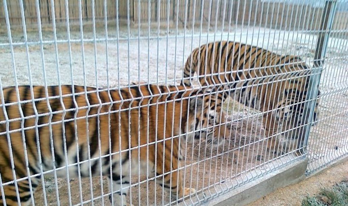 Naujausi Vasiliauskų augintiniai - tariamai nelegalūs tigrai 