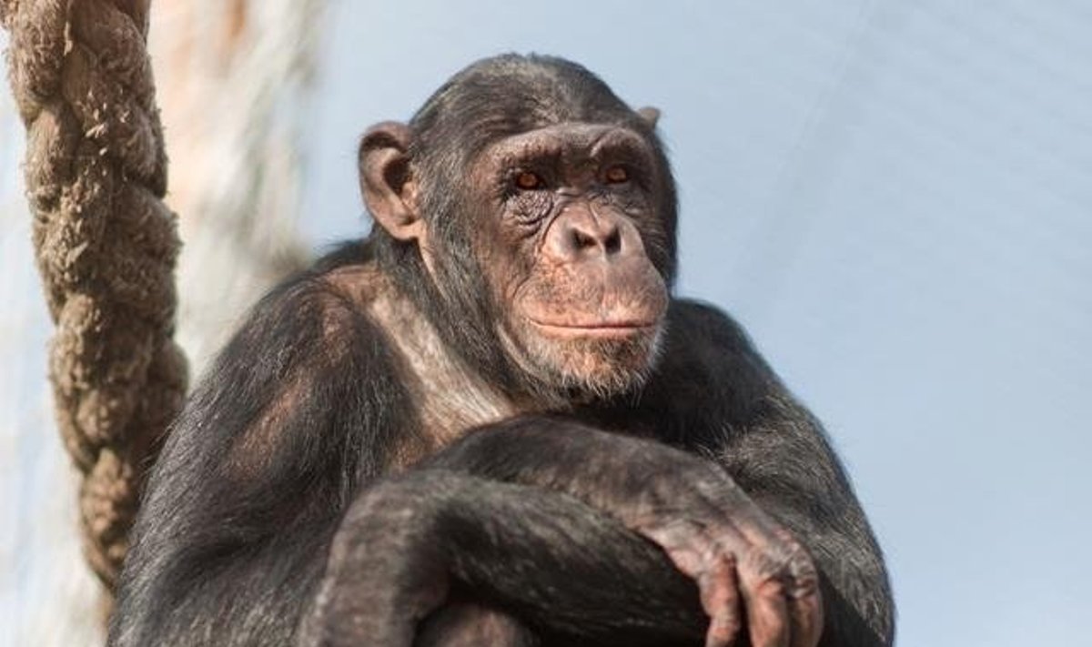 Koks bus tyrimų centruose gyvenančių šimpanzių likimas - dar neaišku