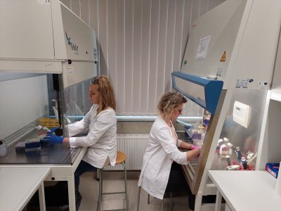 LSMU Biochemijos laboratorijos mokslo darbuotojos ląstelių kultūrų laboratorijoje atlieka tyrimus su smegenų ląstelėmis (kairėje – dr. Silvija Jankevičiūtė ir dešinėje – dr. Kristina Škėmienė)