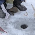 Nesėkminga žvejyba ant pirmojo ledo