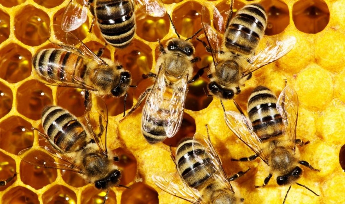 Tobulos formos bičių korys mokslininkus viliojo nuo seno