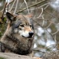 Specialistas: Europoje klaidžiojantys vilkai nebebijo žmonių