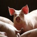 Žemės ūkio ministerija įvardino, kiek mokės tiems, kurie nebeaugins kiaulių