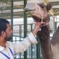 Dubajuje atidaryta kupranugarių ligoninė