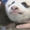 San Diego zoologijos sodo veterinarai patikrino pandos jauniklio sveikatą