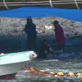 Taidži įlankoje Japonijoje vėl žudomi delfinai
