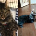 Žiaurus narkomanas suluošino katytę nupjaudamas jai koją: laimei, atsirado Sigita