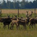 Kada užauginto gyvūno medžioklė laikoma brakonieriavimu?