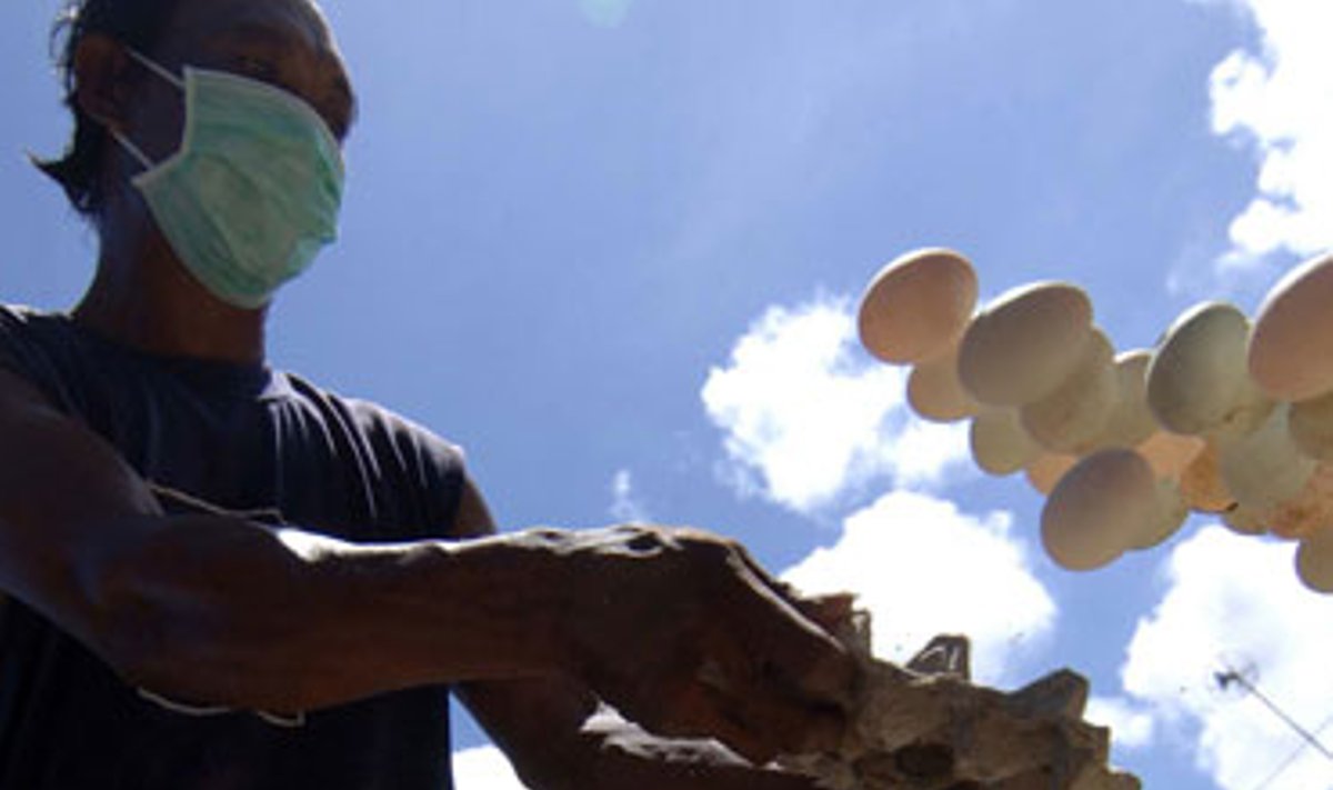 Balio saloje darbininkas išmeta nelegaliai importuotus kiaušinius. Baiminantis paukščių gripo buvo sunaikinta apie 40 tūkst. kiaušinių.