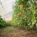 Būtiniausi šiltnamio darbai, kad džiugintų gausus pomidorų ir agurkų derlius