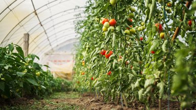 Būtiniausi šiltnamio darbai, kad džiugintų gausus pomidorų ir agurkų derlius