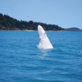 Pasaulyje atsirado mažas baltas banginiukas