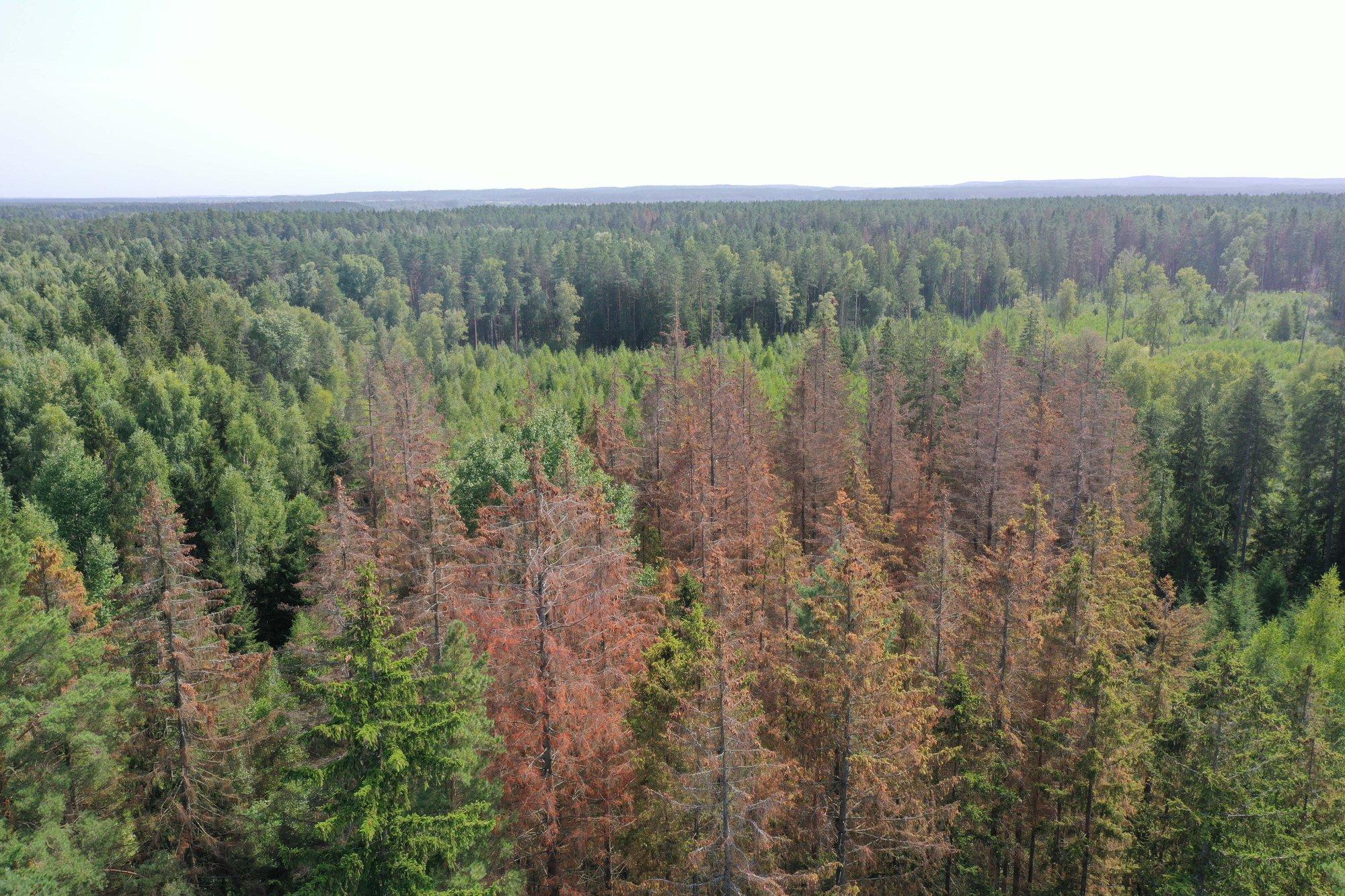 Купить Деревья В Калужской Области