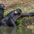 Mokslininkų dėmesį patraukė dėl sekso pakvaišusių beždžionų rūšis, kurių gentyje išplito homoseksualūs lytiniai santykiai – kodėl taip įvyko?