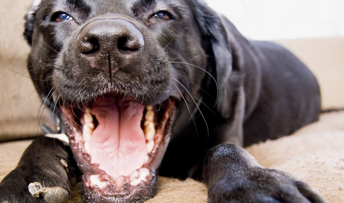 Būtina rūpintis šuns burnos higiena