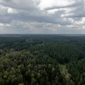 В Литве будет проводиться постоянный мониторинг состояния еловых лесов