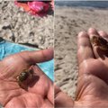 Tikra staigmena: Šventosios paplūdimyje poilsiautojai aptiko padarėlį iš egzotinių kraštų