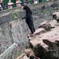Suabejojusius Kinijoje esančio zoologijos sodo lankytojus nuramino britai: šie lokiai gali stovėti ant dviejų kojų