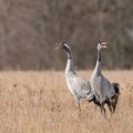 Čepkelių raiste: vietoj gervių - vilkas