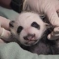 Veterinarai apžiūrėjo Atlantos zoologijos sodo jauniklę pandą