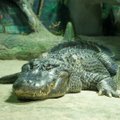 Maskvos zoologijos sode nugaišo „trofėjinis“ aligatorius Saturnas