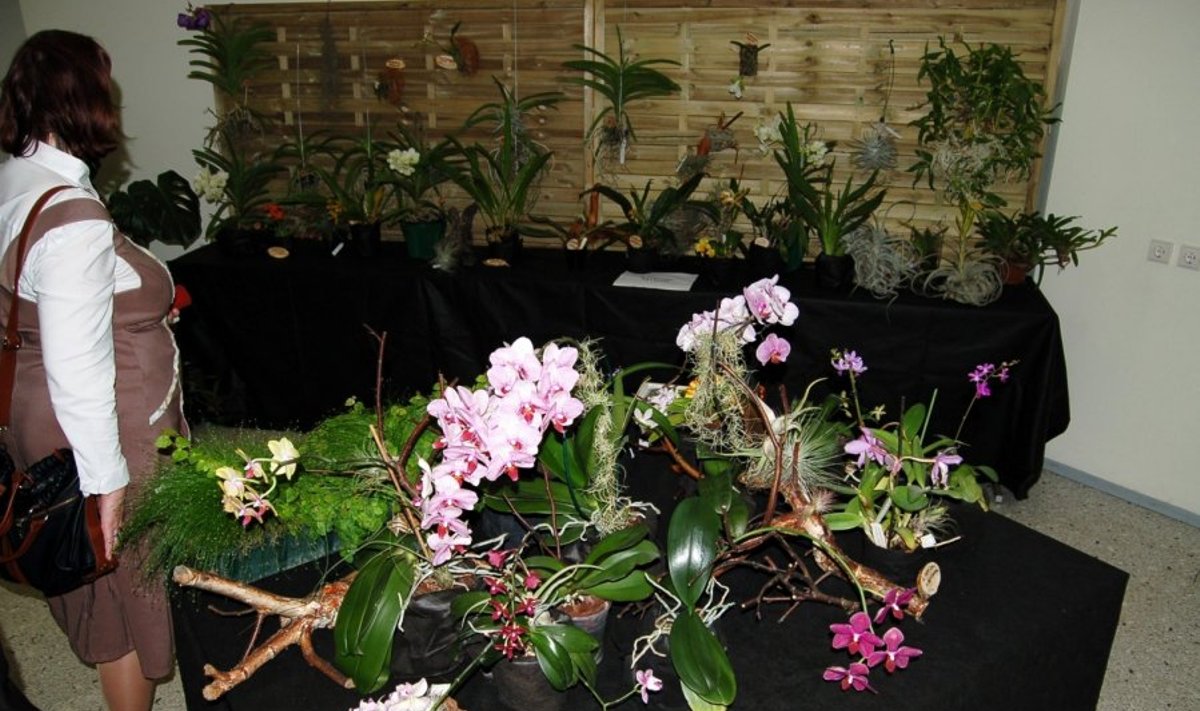 Orchidėjų ekspozicija 