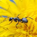 Kaip atsikratyti juodųjų skruzdėlių