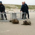 Į Baltijos jūrą paleisti du ruoniukai