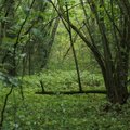 Lietuvos miškuose startuoja „Miško kuopa“: kaip prie miškų švaros galime prisidėti kiekvienas?