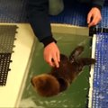 Čikagos akvariumas priglobė našlaite likusią ūdros jauniklę