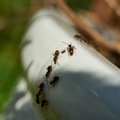 Atakuoja skruzdėlės? Štai kaip pavyks jas išguiti