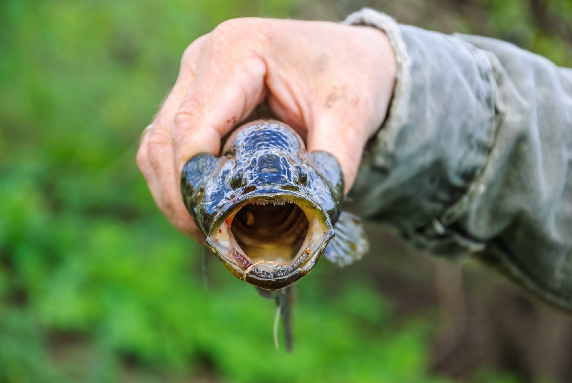Legendomis apipintos žuvys – ką apie jas kalbėjo ir kaip yra iš tikrųjų ...
