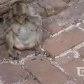 Beždžionės moko jauniklius valytis dantis