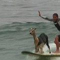 Peru gyventojas moko alpaką plaukti banglente