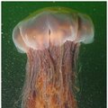Iš arti: kaip gelia medūzos?