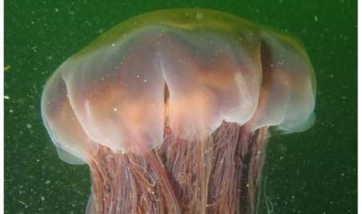 Liūtakartė medūza (Cyanea capillata)
