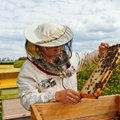 Mažas vabalėlis grasina Europos bičių ūkiams